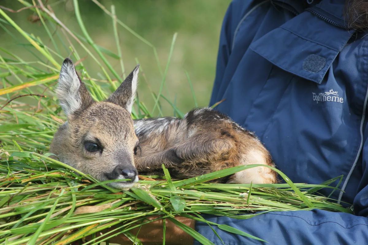 Symbolbilder Rehkitzrettung mit Drohne
